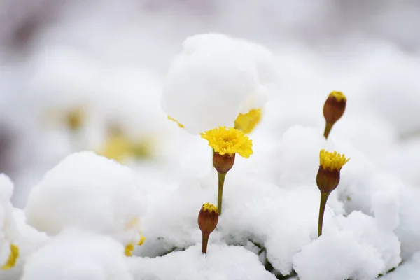 Gele herfst bloemen onder de eerste sneeuw. — Stockfoto