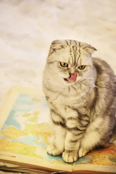 cat sitting on the world map