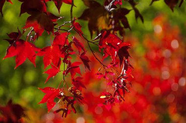 Bir akçaağaç şube sonbahar kırmızı parlak yaprakları üzerinde doğal bir arka plan ile. Güzel parlak güneşli bir sonbahar gün.