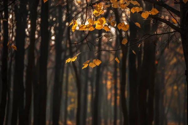 森林で黄金色の秋 秋の森公園の暗いトランクの背景に黄色の葉枝 木の中で日光 — ストック写真