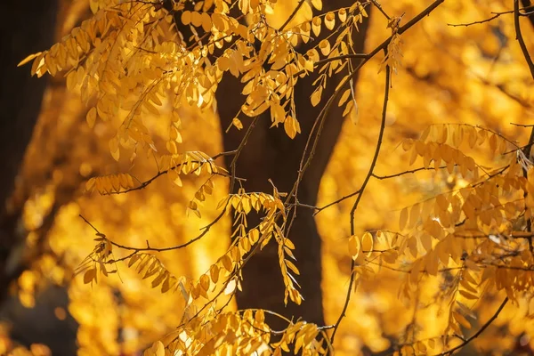 Branches Acacia Aux Feuilles Jaune Vif Soleil Nature Automne Jardin — Photo