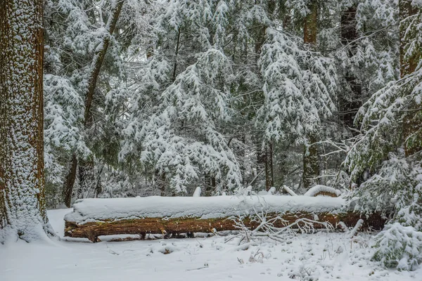 Ліс Величезними Хвойними Деревами Снігу Під Час Снігопаду Зимова Казка — стокове фото