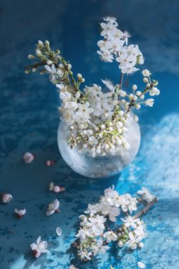 Cam vazo içinde meyve ağacının hassas çiçekli dalları. Pastel yumuşak yumuşak mavi renkli. çok yumuşak seçici odak. Sanatsal nazik fotoğraf.