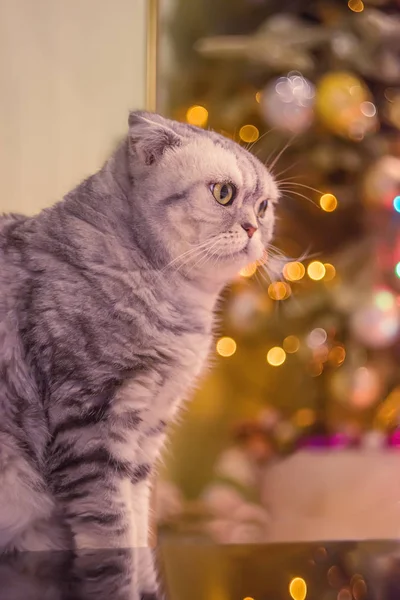 Chat Gris Rayé Couvant Fond Lumières Floues Arbre Noël Maison — Photo