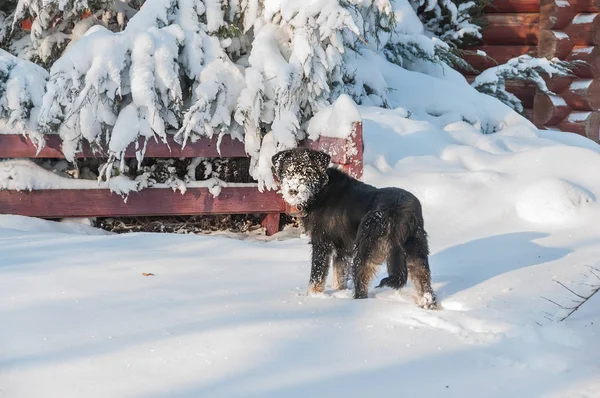 Ein Hund Mit Schnauze Schnee Der Nähe Der Schönen Tanne — Stockfoto