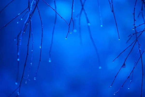 分枝具滴 背景蓝色冷的树荫 — 图库照片