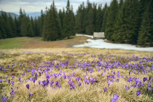 Clareira Montanha Florestal Com Primeiras Flores Primavera Croco Lilás Açafrão — Fotografia de Stock