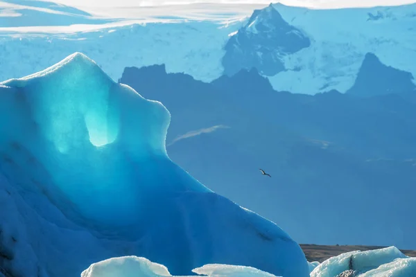 Τεράστια Παγόβουνα Πάγο Και Ένα Πουλί Κατά Την Πτήση Κρυσταλλικό — Φωτογραφία Αρχείου