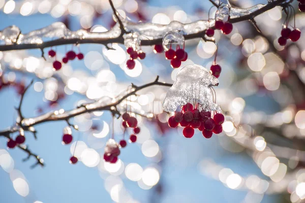 Piros Bogyós Gyümölcsök Ágak Szereplő Jég Természetes Alapon Nap Csillogó — Stock Fotó