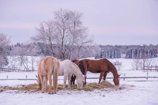 Winterblick Auf Den Bauernhof Pferde Mähen Heu Die Tannen Sind — Stockfoto