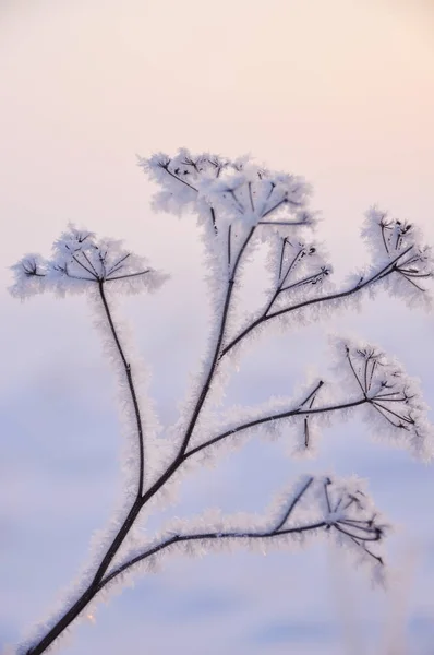 Droge Bloemen Bedekt Met Hangende Vorst Zeer Zacht Selectieve Aandacht — Stockfoto