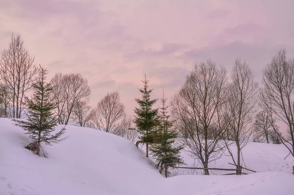 Kış Akşam Ağaçlar Karla Kaplı Bir Tepe Nazik Bir Pembe — Stok fotoğraf