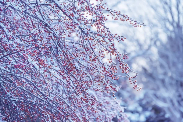 带有红色浆果的树枝 在自然背景下被冰覆盖 — 图库照片