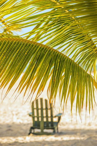Bir Palmiye Ağacının Dalları Altında Şezlong Parlak Güneşli Kumsalda — Stok fotoğraf