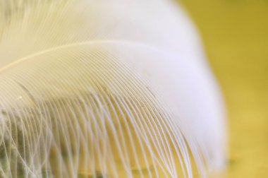 Asbstract fotoğraf bir beyaz kabarık tüy, hafif bir arka plan üzerinde hoşlanırmış. ekran koruyucu, arka plan, sanat fotoğrafı. Odak.