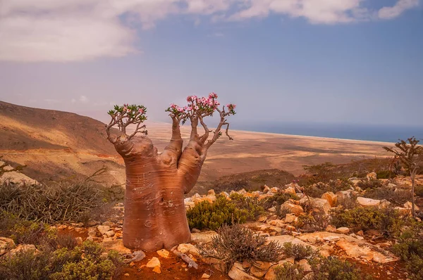 A rare endemic plant is a bottle tree with delicate pink flowers on the slope of a stony hill. Far away on the horizon, the blue smooth surface of the ocean.