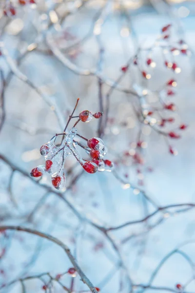 Egy Szelíd Téli Art Fotó Fagyasztott Ágak Piros Bogyós Gyümölcsök — Stock Fotó