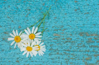 Kırık mavi ahşap arka plan üzerinde chamomiles çiçek Buket.