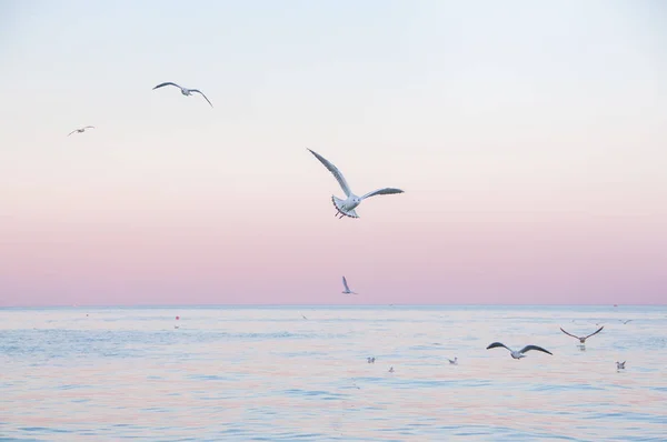 A gentle evening at the sea. Sea surface, pink sky and seagulls in flight. Calm sea view.