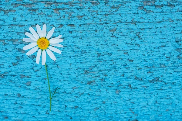 Blomst Sprukket Blå Trebakgrunn – stockfoto