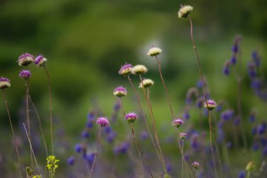 Glade spring farklı renklerle. bereketli ilkbahar ve yaz aylarında çiçeklenme.