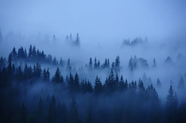 Fileiras Árvores Nevoeiro Floresta Nebulosa Minimalismo — Fotografia de Stock