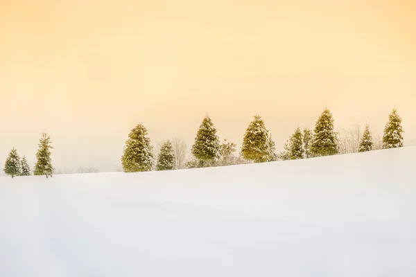 Uma Fila Árvores Neve Encosta Inverno Foto Artística Minimalista Exposição — Fotografia de Stock
