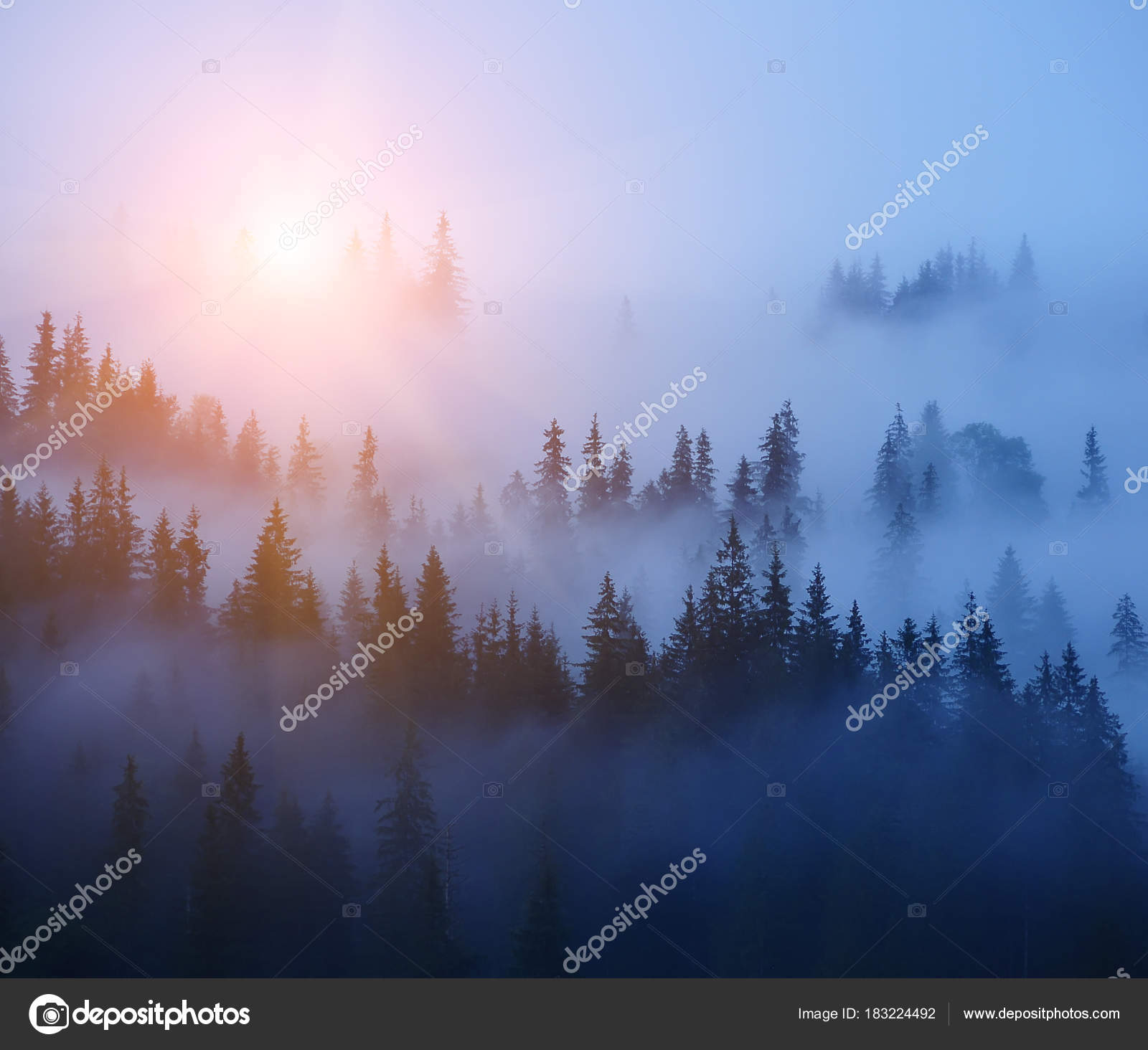 Rows Trees Fog Foggy Forest Minimalism Bright Sun Rising Branches