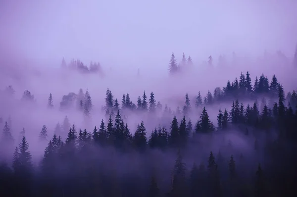 Baumreihen Nebel Nebelwald Minimalismus Dunkle Silhouetten Von Tannen Reihen Hang — Stockfoto