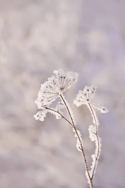 一个非常微妙的干燥的花朵在白色细腻的霜冻晶体 冬天冷若冰霜的早晨 自然的背景 非常柔和的选择焦点 — 图库照片