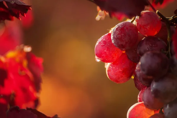 Bunch Grapes Red Leaves Vineyard Summer Rain Flying Sparkling Drops — Stock Photo, Image