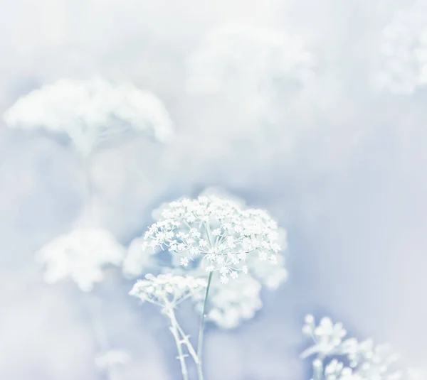 Mycket Mild Vita Blommor Ängen Ljusexponering Som Idé Konstnärligt Foto — Stockfoto