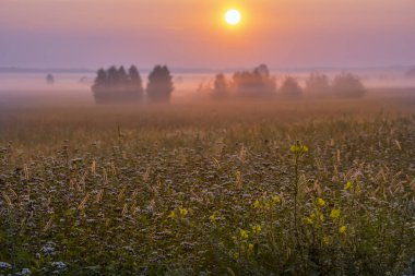 Sabahın erken saatlerinde çiçekler, örümcek ağları ve çiğ, sis alan alan. Büyülü bir bahar, yaz puslu sabah.