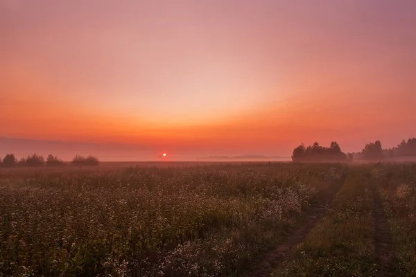 Ein Feldweg Zwischen Den Blumenfeldern Frühen Morgen Der Sich Nebliger — Stockfoto