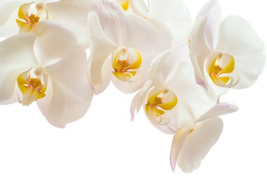 Beyaz Orkide çiçekler. Beyaz arka plan üzerinde izole
