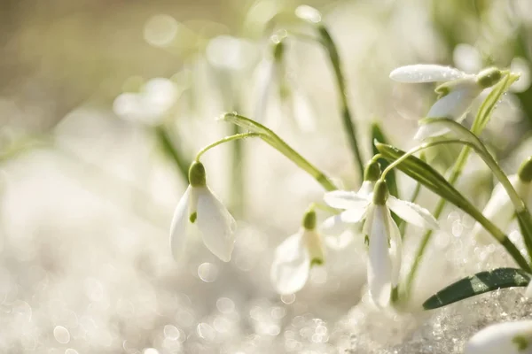 Pierwsze Wiosenne Kwiaty Przebiśniegi Topniejącego Śniegu Przebudzenie Przyrody Wiosnę — Zdjęcie stockowe