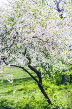 İlkbaharın başlarında hafif bir kiraz ağacı. Güneşli ve parlak bir gün, ihale çiçekler ve tatlı yeşil bahçe çim. Seçici odaklama.