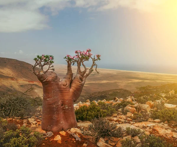 A rare endemic plant is a bottle tree with delicate pink flowers on the slope of a stony hill.