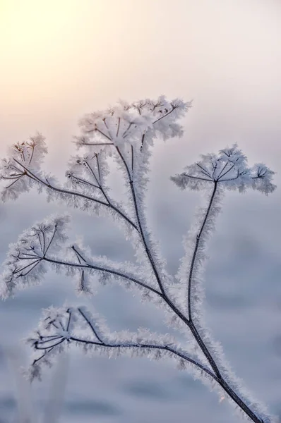 干枯的花朵覆盖着枯萎的霜冻 非常柔和的选择性焦点 抽象植物种类 — 图库照片