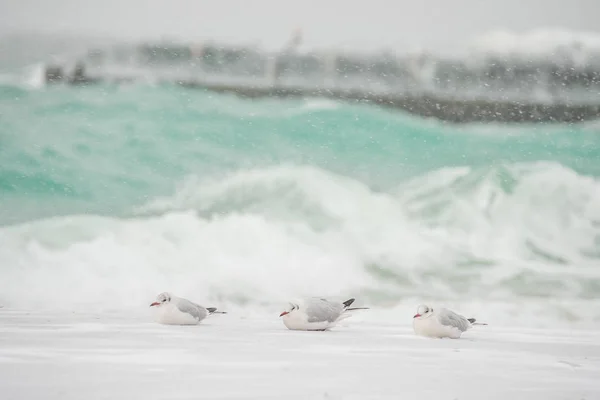 Aves Gaivota Nas Margens Mar Fúria Durante Tempestade Neve — Fotografia de Stock