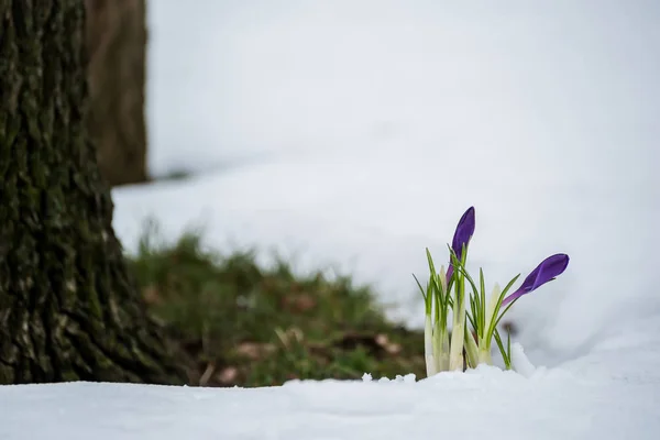 Las Primeras Flores Primavera Nieve Claro Bosque — Foto de Stock