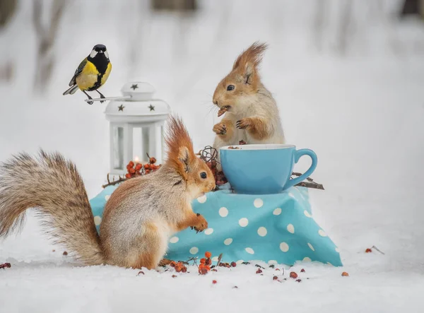 Две Белки Черника Едят Орехи Голубой Чашки Маленьким Столиком Снежном — стоковое фото