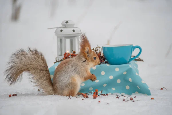 Eichhörnchen Essen Nüsse Aus Einer Blauen Tasse Einem Kleinen Tisch — Stockfoto