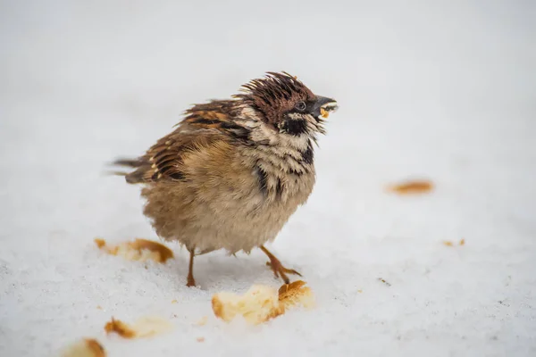 Disheveled Funny Bird Sparrows Bread Crumbs Snow — Stock Photo, Image
