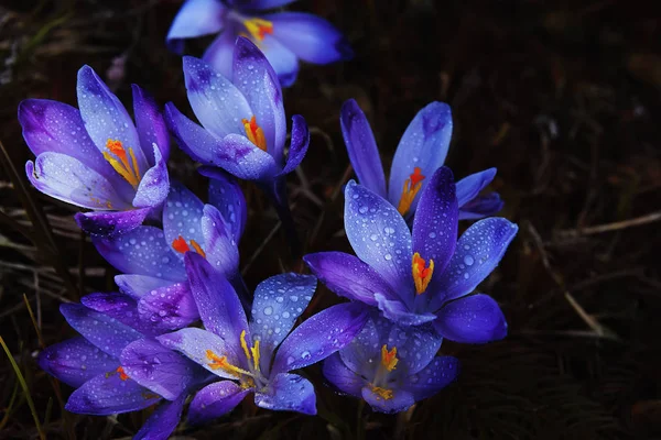 First Beautiful Spring Flowers Lilac Crocuses Dark Background — Stock Photo, Image