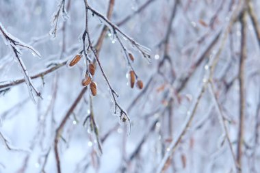 Böbrekler kalın bir buz tabakası içinde bir ağaç dalları. Güzel bir kış, Bahar doğal bir görünüm.