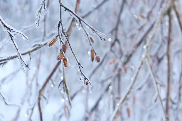 Böbrekler kalın bir buz tabakası içinde bir ağaç dalları. Güzel bir kış, Bahar doğal bir görünüm.