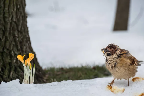 Pierwsze Wiosenne Kwiaty Żółte Krokusy Śniegu Leśnej Polanie Ptak Wróbel — Zdjęcie stockowe