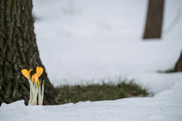 Bahar Çiçekleri Çiğdemler Orman Glade Üzerinde Karda Sarı — Stok fotoğraf