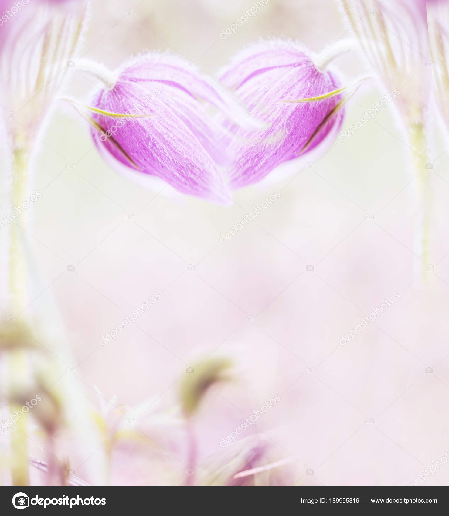 Fleurs Roses En Forme De Coeur Sur Fond Blanc Photographie Annavalerievna1 C Fleurs Roses En Forme De Coeur Sur Fond Blanc Photographie Annavalerievna1 C